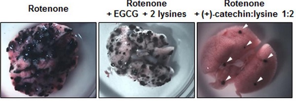 Poumons de souris cancéreuses et métastases (points noirs sur l'organe). Chez la souris traitée avec le nouveau composé testé par l'équipe du Pr Sonveaux, on remarque le nombre réduit de métastases.