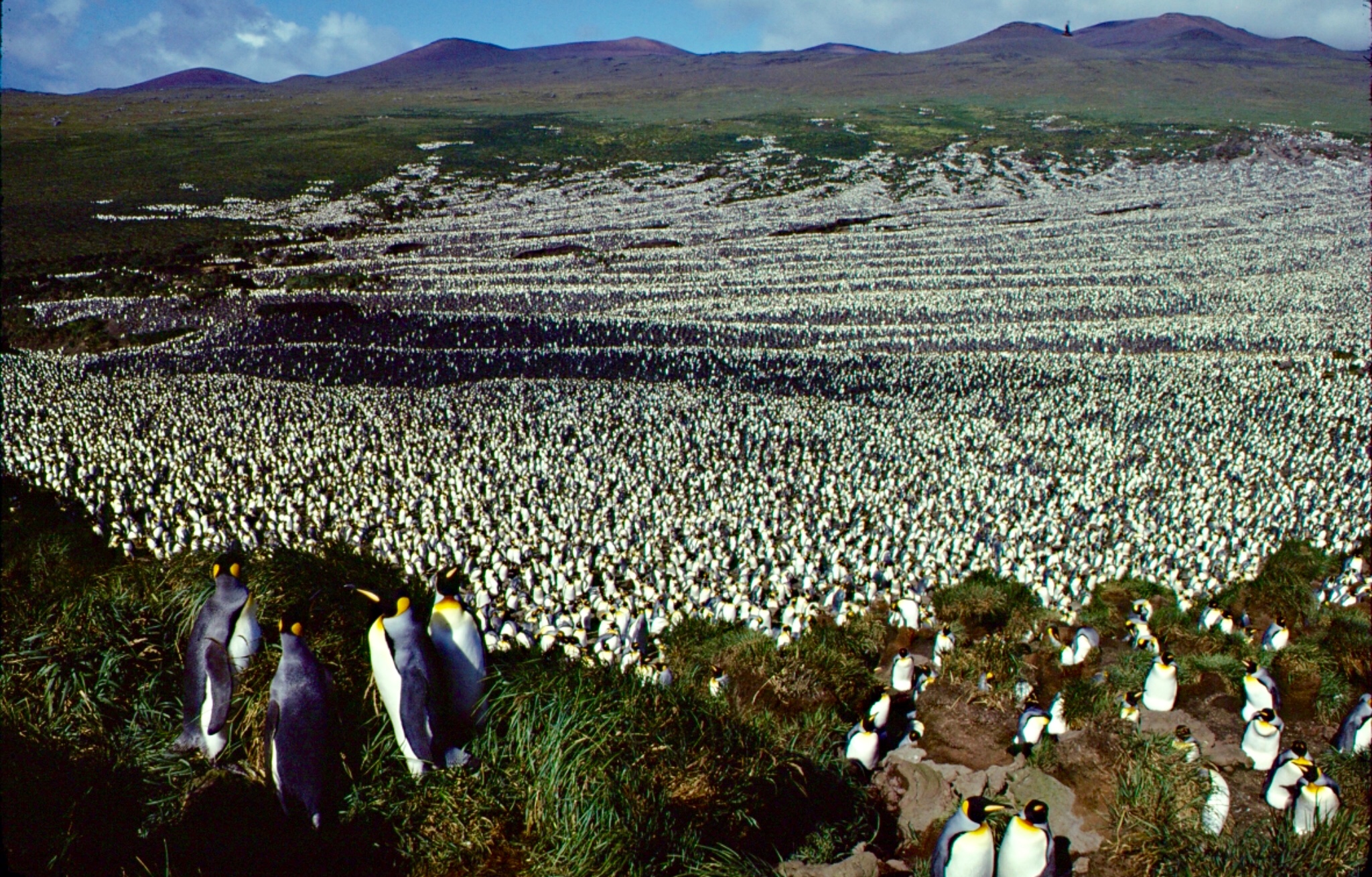 La colonie de manchots royaux de l’île aux Cochons en 1982. © Henry WEIMERSKIRCH