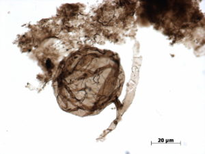 Le champignon microscopique multicellulaire fossile à paroi organique Ourasphaira giraldae, composé de filaments en forme de "T" et segmentés (hyphes), et connectés à une vésicule sphérique (spore). Taille : de 30 à 80 microns de diamètre (0,03 à 0,08 mm). © Loron et al., 2019 