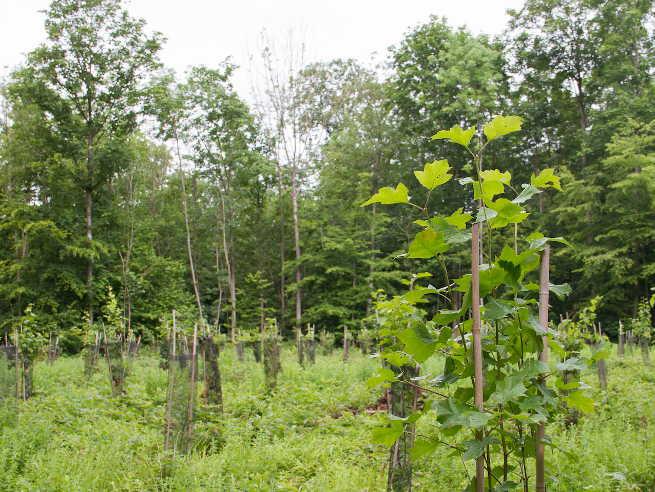 Plantation d'alisiers dans forêt de Marche-les-Dames © Laetitia Theunis