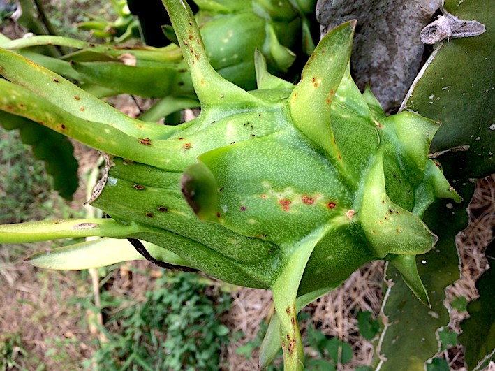 Pitaya: fruit en croissance avec taches.