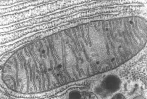 Mitochondrie (de 1-10µm)