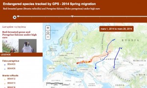 Surveillance des migrations des Bernaches à cou roux et des Faucons pèlerins via un émetteur GPS (IRSNB)