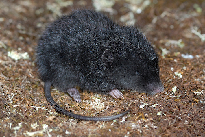 La souris Podoxymys roraimae est de petite taille, présente une queue et des oreilles courtes mais de longues griffes. © Philippe Kok