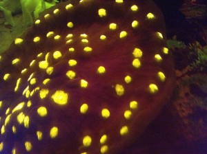 Coraux fluorescents avec ultraviolets et filtre orange