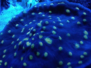 coraux fluorescents