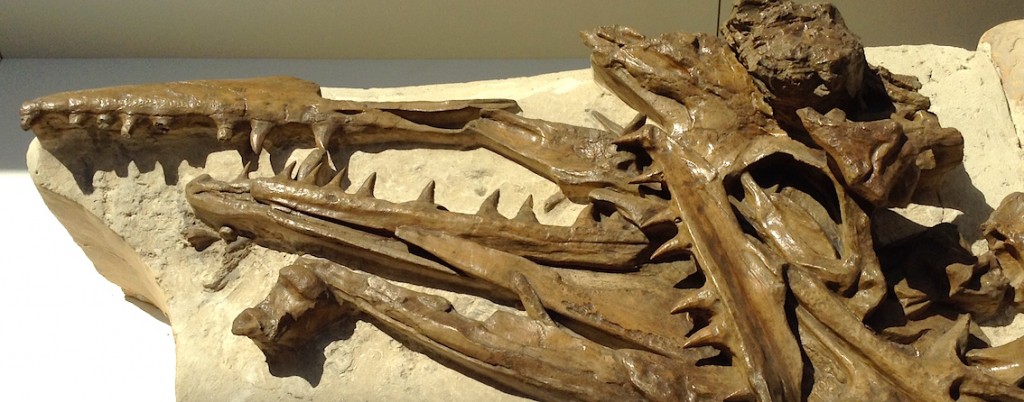 Fossile de mosasaure découvert à Ciply.