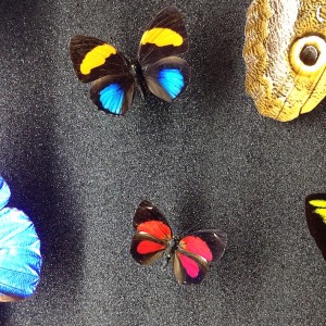 papillons science au palais