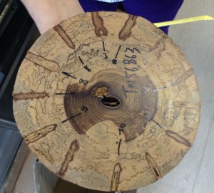  Etude de la régénérescence du bois sur un tronc blessé, MRAC