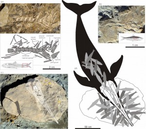 Restes fossiles de la baleine à bec éteinte Messapicetus gregarius (c) et de son dernier repas : des dizaines de sardines (a, b et d). (Photos et illustrations : G. Bianucci)  Cliquer pour agrandir