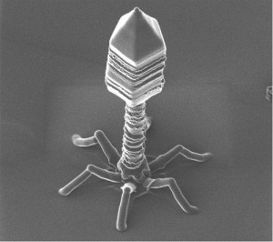 Bacteriophage - microscopie électrnoique © Drew March