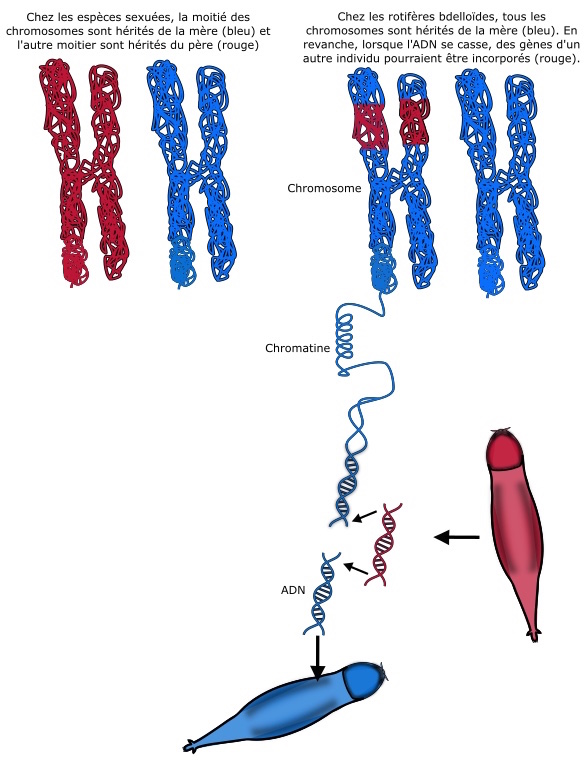 Sapphomixie chez les rotifères: un transfert de matériel génétique à la suite d'une dessiccation et du morcèlement de l'ADN. © UNamur