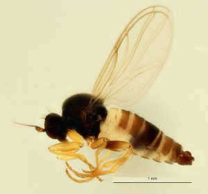 La mouche Drapetis bruscellensis a été récoltée en 2015, au Jardin Massart (Auderghem). (Cliquer pour agrandir)