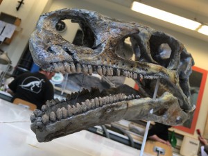 Moulage d'une tête de Platéosaure découverte en Allemagne.