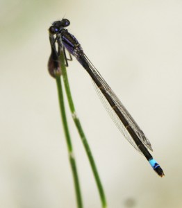 Agrion nain (mare temporaire). © Maxime Seleck