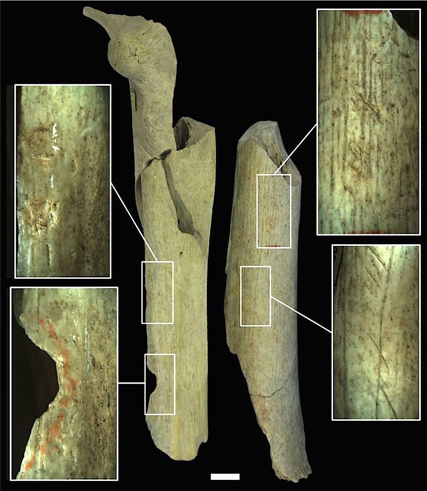 Les différentes traces de boucherie sur deux fémurs néandertaliens. Les deux impacts sur le fémur de gauche proviennent de tentatives pour briser les os et en extraire la moelle. Le fémur de droite porte des traces de découpe et d’utilisation comme retouchoir d’outils en silex. © IRSNB