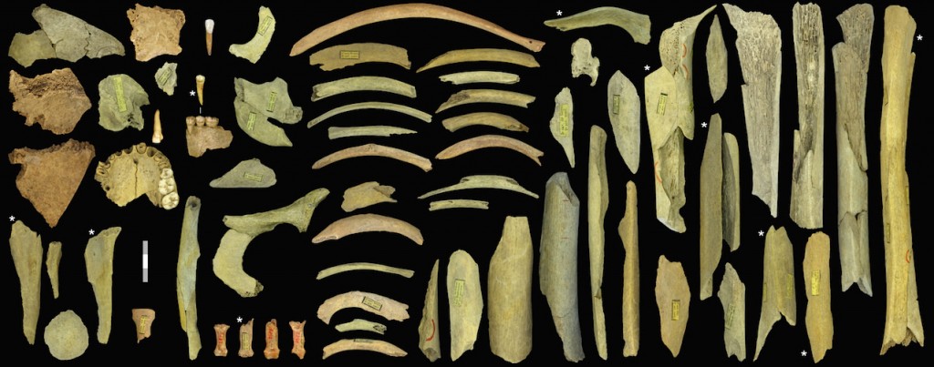 Collection des ossements néandertaliens de la Troisième caverne de Goyet appartenant à au moins cinq individus. Les os avec un * ont été datés au carbone 14 : ils sont vieux de 40 500 à 45 500 ans. © IRSNB