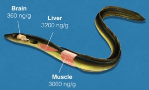 anguille-et-concentration-neurotoxiques