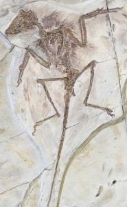 Moulage d'un fossile de Microraptor doté de plumes. (Cliquer pour agrandir)