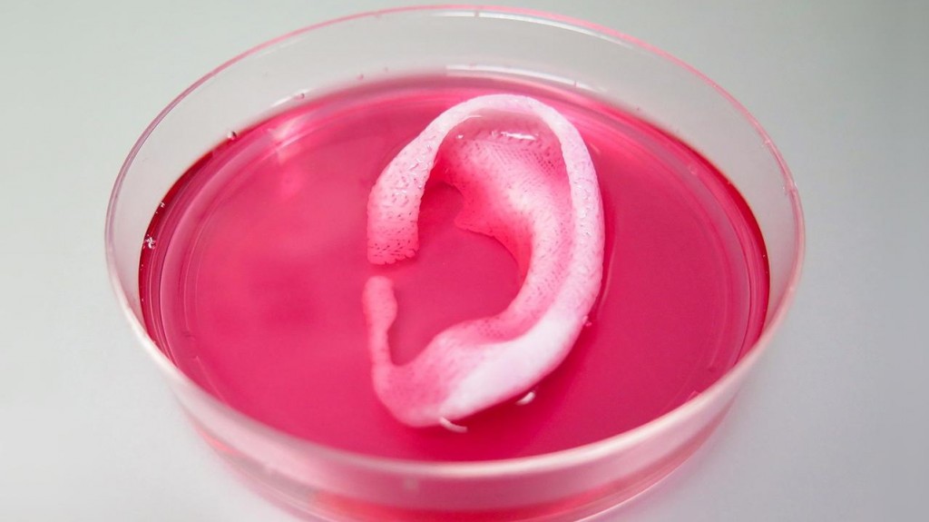Oreille vascularisée, imprimée en 3D. © Wake Forest Institute for Regenerative Medicine