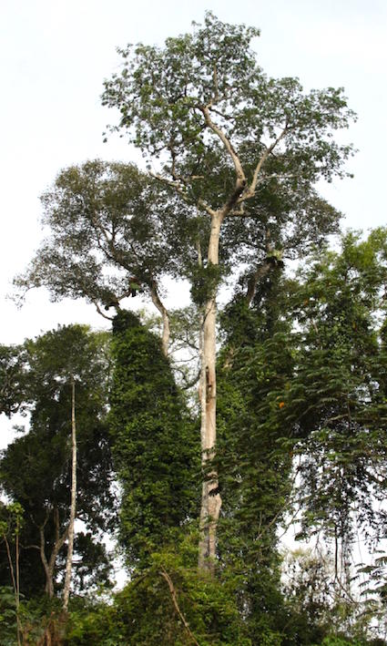 Terminalia superba, une des quatre essences héliophiles menacées par la non gestion de la forêt en Afrique centrale. © Morin-Rivat
