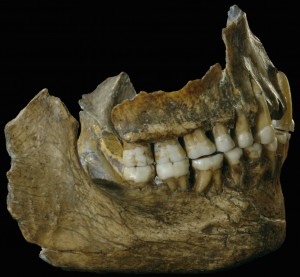 Mâchoires du Néandertalien Spy II. © IRSNB (Cliquer pour agrandir)