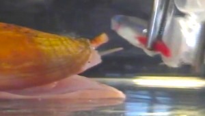 Capture d’écran d’une vidéo de récolte de venin d’un spécimen de Conus consors. On distingue la radula du cône qui perce la membrane du tube © Sébastien Dutertre
