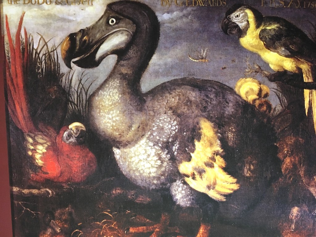 Cette peinture du dodo, réalisée par Roelandt Savery, dans les années 1620, est l’une des images les plus célèbres et copiée de cet animal aujourd’hui disparu.