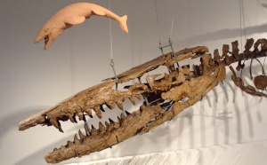 Le mâchoire d'Hainosaurus fait 1,6 mètre.