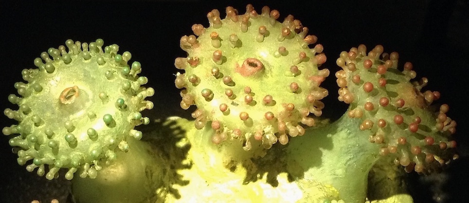 Corynactis viridis, anémone de mer, sculpture en verre BLASCHKA, ULg