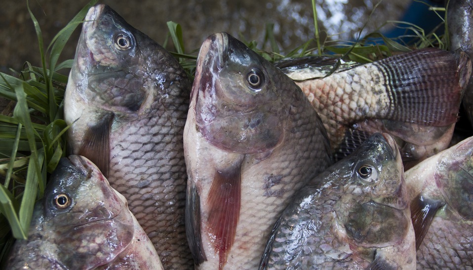 Le tilapia est un des poissons d'élevage auquel s'intéresse l'équipe louvaniste. © Samuel STACEY CC-BY-NC-ND 20
