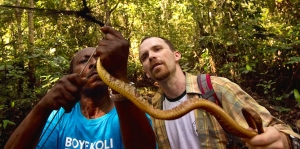 Deux herpétologues de l’expédition “Boyekoli Ebale Congo 2010 ” découvrent un serpent (Toxicodryas blandingi) dans un filet tendu pour attraper des chauves-souris. © Kris Pannecoucke