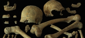 Collections des ossements humains découverts à Spy en 1886. © P. Semal/ IRSNB