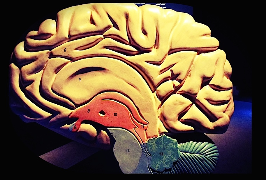 Cerveau : maquette d'un hémisphère