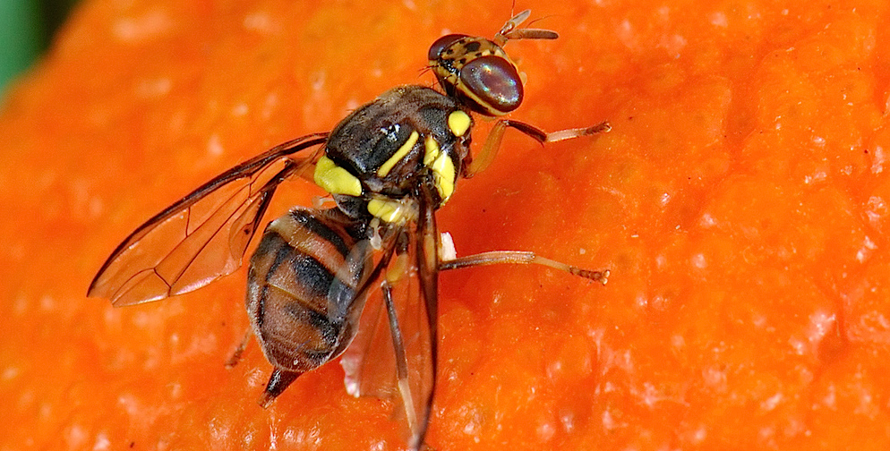 Les quatre espèces jadis distinctes de mouches de fruits s'appellent désormais toutes Bactrocera dorsalis. © Ana Rodriguez