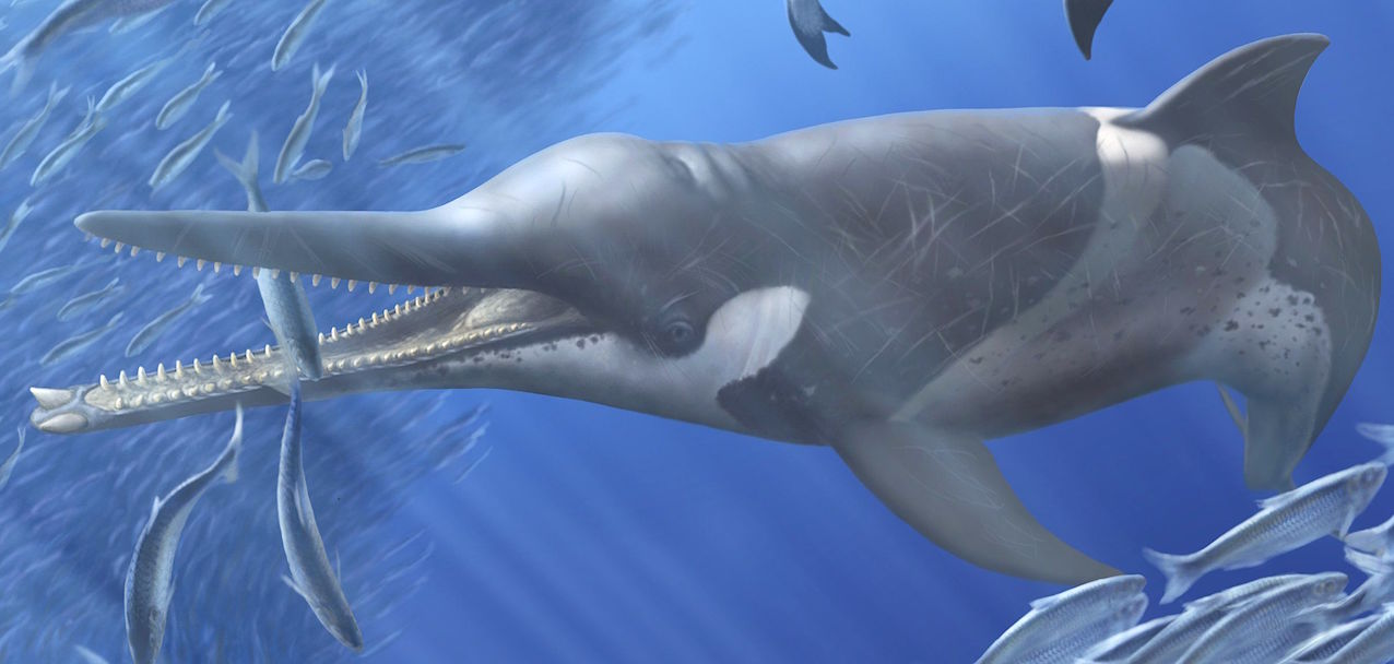 Reconstitution artistique d’une baleine à bec éteinte Messapicetus gregarius. Elle se nourrissait de sardines, le long de l’actuelle côte péruvienne. © A. Gennari