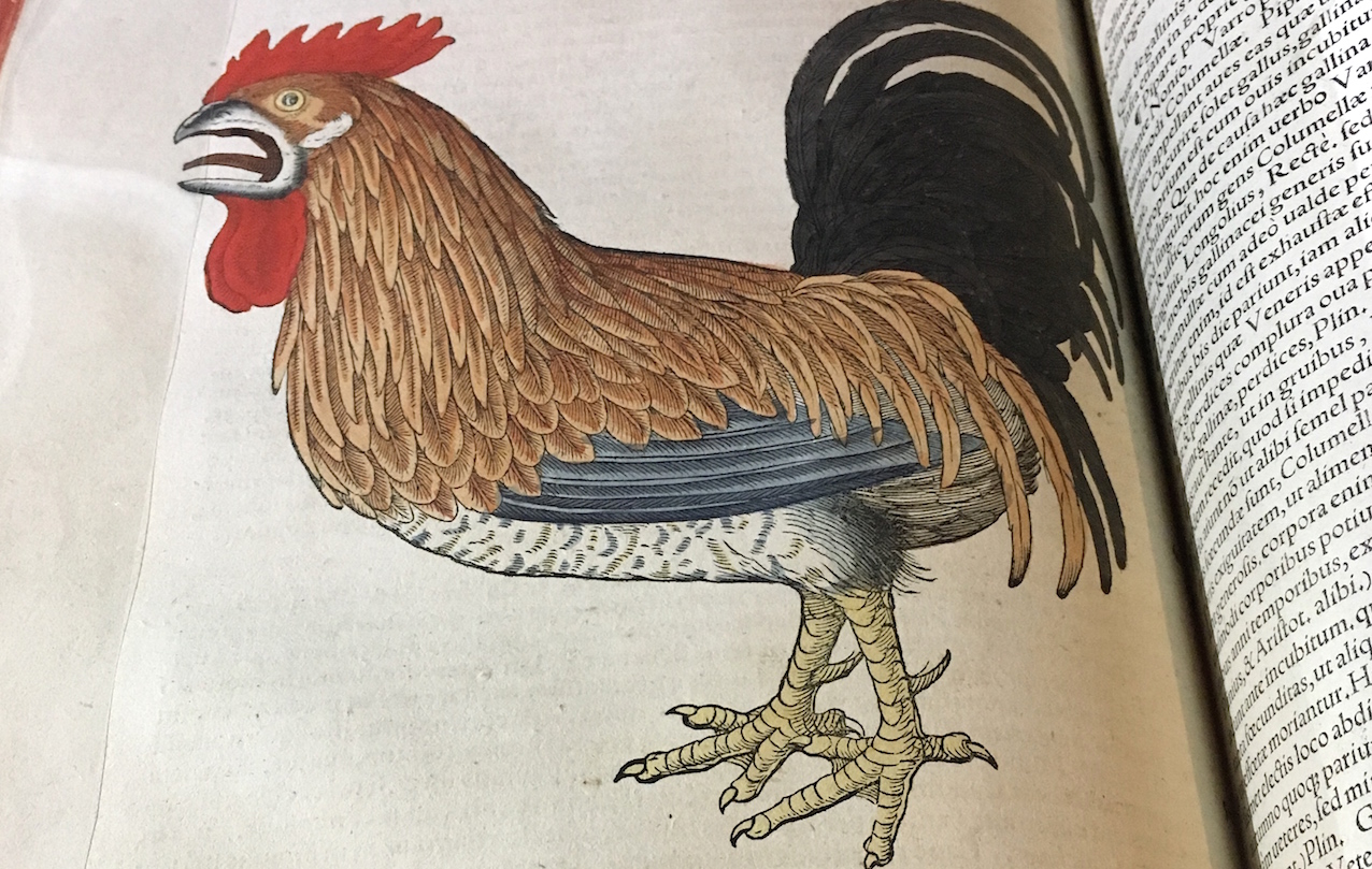 Extrait de "Historiae Animalium" de Conrad Gesner (XVI siècle).