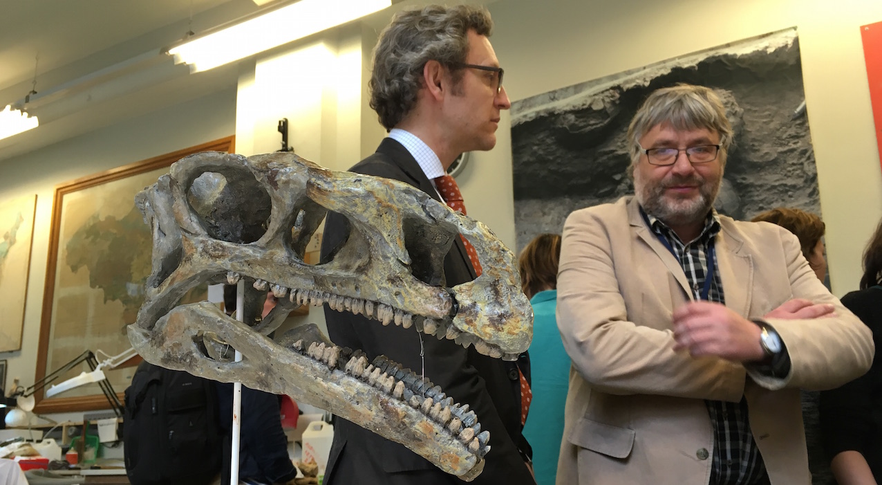 Le paléontologue belge Pascal Godefroit (IRSNB) jette un œil au moulage d'un crâne de Platéosaure venu d'Allemagne.