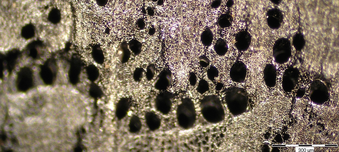 Fragments microscopique de charbon de bois de chêne. © Koen Deforce, IRSNB