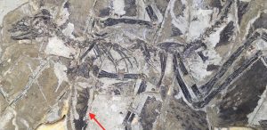 Fossile d'Anchiornis huxleyi. La flèche pointe vers quelques fines plumes.