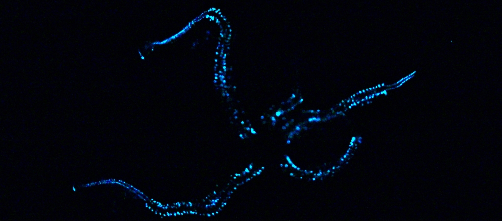 Bioluminescence chez Amphiura filiformis, l'ophiure étudiée à l'Université de Mons.