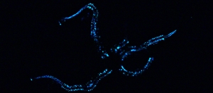 Bioluminescence chez Amphiura filiformis, l'ophiure étudiée à l'Université de Mons.