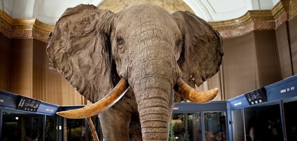 L'éléphant d'Afrique du Musée royal de l'Afrique Centrale est un éléphant de savane. © JD Burton MRAC