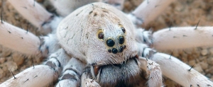 Ocyale ghost, nouvelle araignée-loup géante découverte à Madagascar.