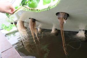 Racines de plantes nourries en aquaponie © Smart Aquaponics