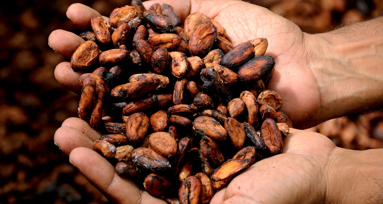 Un cacao durable et éthique par le retour des pratiques traditionnelles –  DAILY SCIENCE