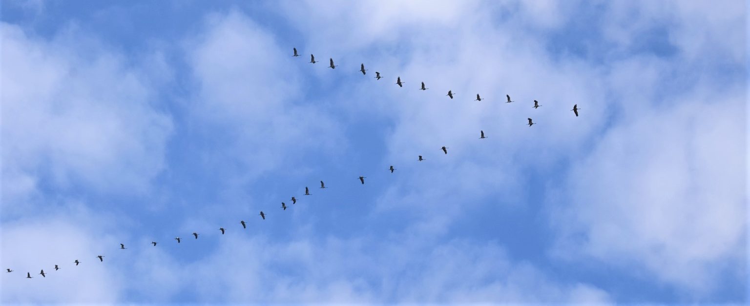 La Migration Des Oiseaux En Mode 2.0 – DAILY SCIENCE