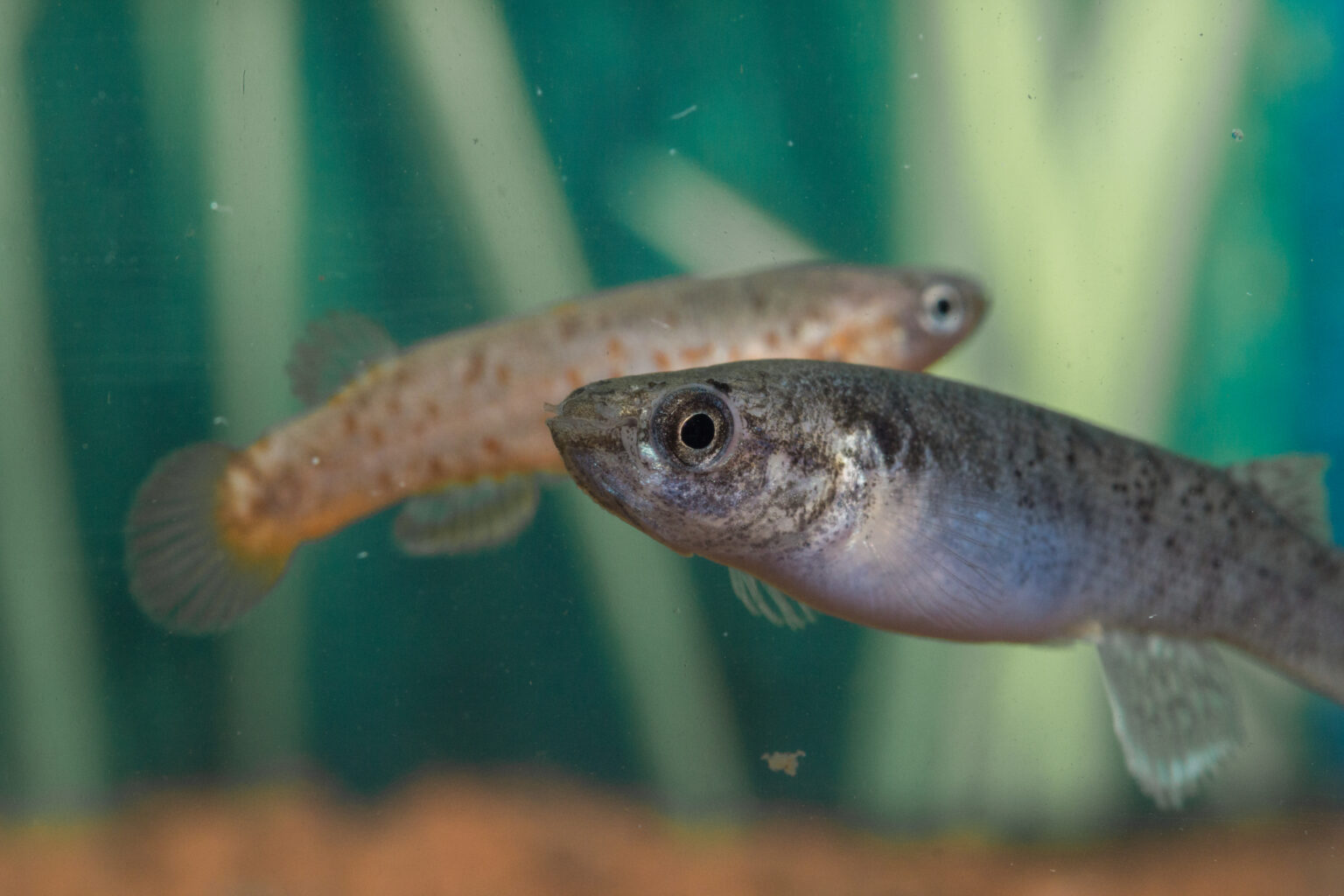 Dans les mangroves, des poissons hermaphrodites contrecarrent la ...