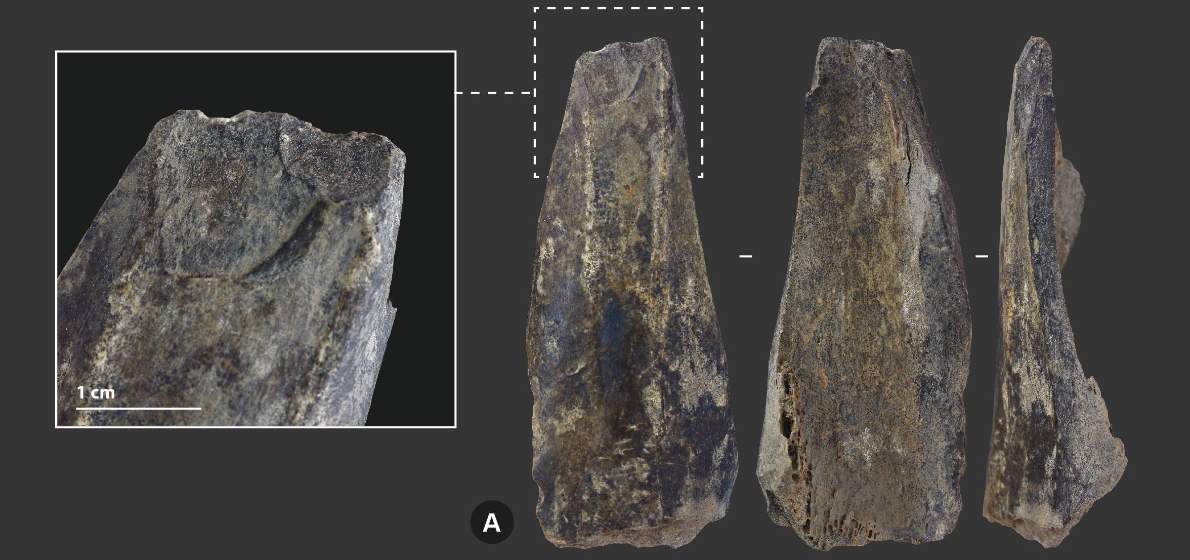 La fabrication d’outils en os, une pratique sous-estimée chez Néandertal