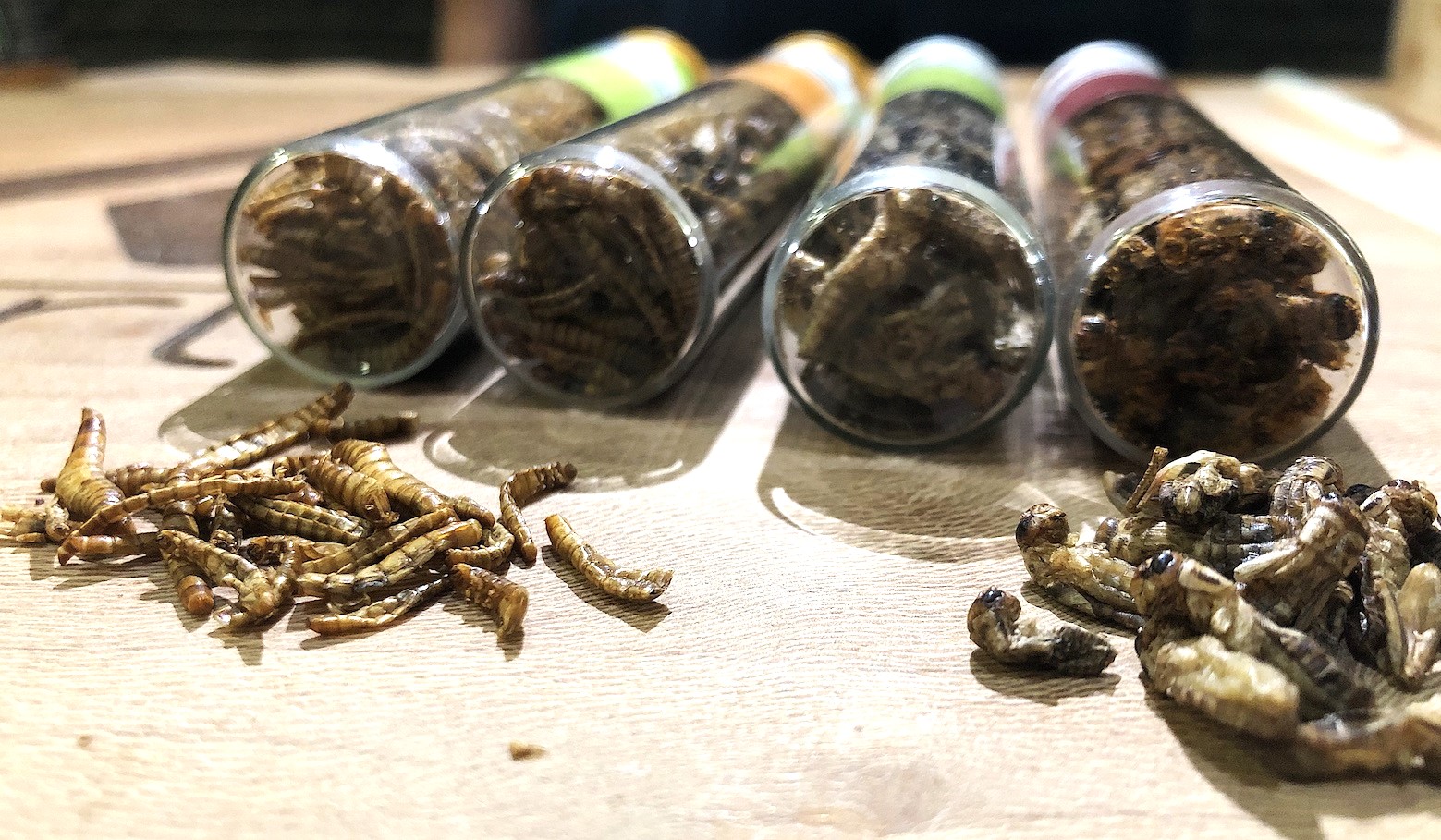 L'entomophagie : manger des insectes pour sauver la planète ?